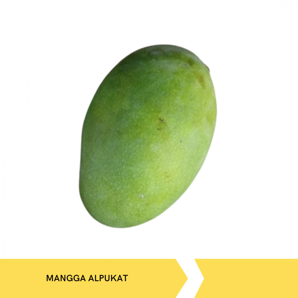 MANGGA ALPUKAT RGG